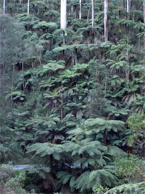 APII jpeg image of Cyathea australis  © contact APII