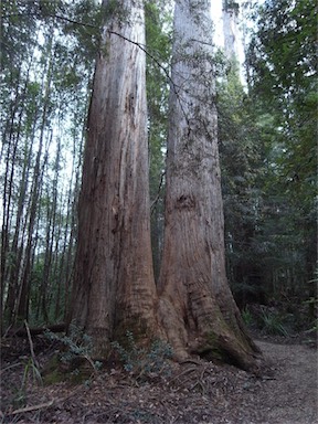 APII jpeg image of Eucalyptus obliqua  © contact APII