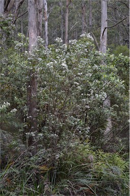 APII jpeg image of Zieria arborescens  © contact APII