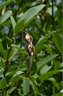 APII jpeg image of Erythrina crista-galli  © contact APII