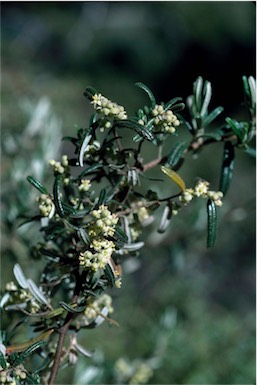APII jpeg image of Pomaderris angustifolia  © contact APII