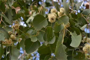 APII jpeg image of Eucalyptus platyphylla  © contact APII