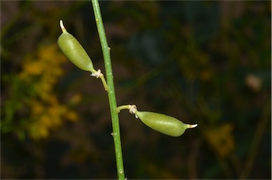 APII jpeg image of Crotalaria eremaea subsp. strehlowii  © contact APII