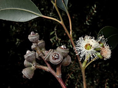 APII jpeg image of Eucalyptus scias  © contact APII