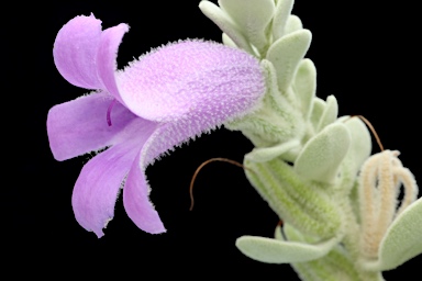 APII jpeg image of Eremophila mackinlayi subsp. spathulata  © contact APII