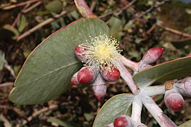 APII jpeg image of Eucalyptus mooreana  © contact APII