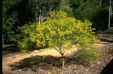 APII jpeg image of Acacia euthcarpa subsp. euthycarpa  © contact APII