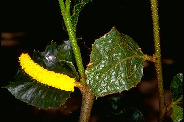 APII jpeg image of Acacia denticulosa  © contact APII