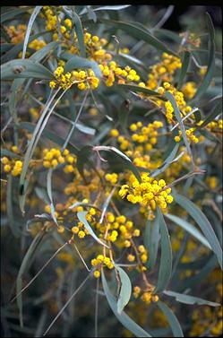 APII jpeg image of Acacia harpophylla  © contact APII
