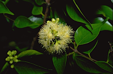photo © ANBG