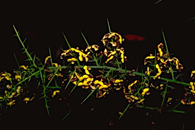 APII jpeg image of Daviesia ulicifolia  © contact APII