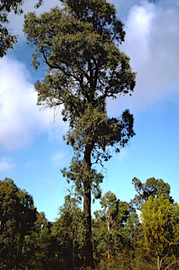 APII jpeg image of Eucalyptus tricarpa  © contact APII