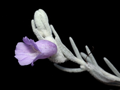 APII jpeg image of Eremophila nivea 'Gubburra Bells'  © contact APII