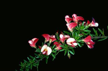 APII jpeg image of Pultenaea pedunculata 'Pyalong Pink'  © contact APII