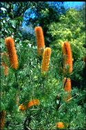 Banksia 'Giant Candles' - click for larger image