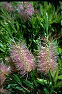Callistemon 'Glasshouse Country' - click for larger image
