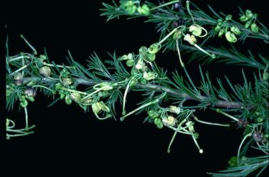APII jpeg image of Grevillea glabella 'Limelight'  © contact APII