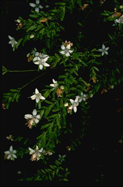 APII jpeg image of Philotheca difformis subsp. smithiana  © contact APII