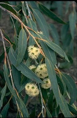 APII jpeg image of Eucalyptus luehmanniana  © contact APII