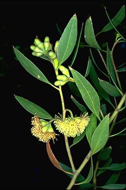 APII jpeg image of Eucalyptus nutans  © contact APII