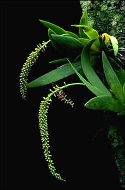 APII jpeg image of Oberonia muelleriana  © contact APII