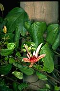Passiflora aurantia 