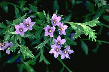 photo © ANBG