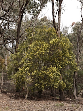 APII jpeg image of Acacia floribunda  © contact APII