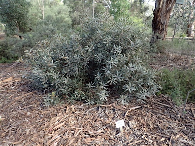 APII jpeg image of Banksia caleyi  © contact APII