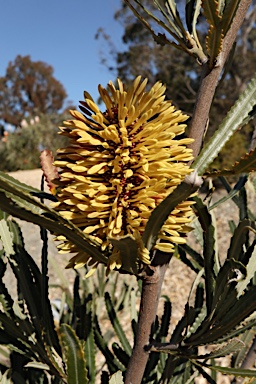 APII jpeg image of Banksia lindleyana  © contact APII