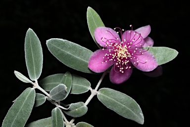 APII jpeg image of Lithomyrtus cordata  © contact APII