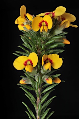 APII jpeg image of Dillwynia floribunda  © contact APII