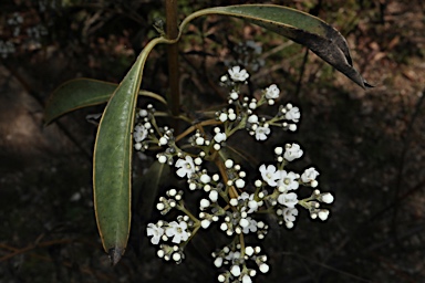 APII jpeg image of Logania saxatilis  © contact APII