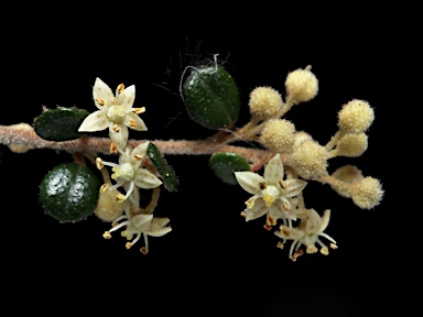 APII jpeg image of Pomaderris elachophylla  © contact APII