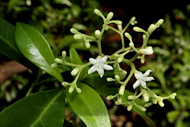 APII jpeg image of Psychotria daphnoides  © contact APII