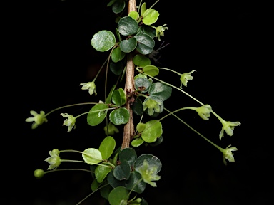 APII jpeg image of Phyllanthus microcladus subsp. microcladus  © contact APII