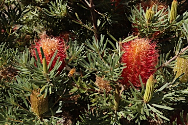 APII jpeg image of Banksia occidentalis 'Mini'  © contact APII