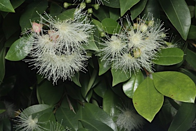 APII jpeg image of Syzygium australe  © contact APII