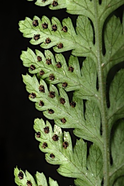 APII jpeg image of Lastreopsis windsorensis  © contact APII