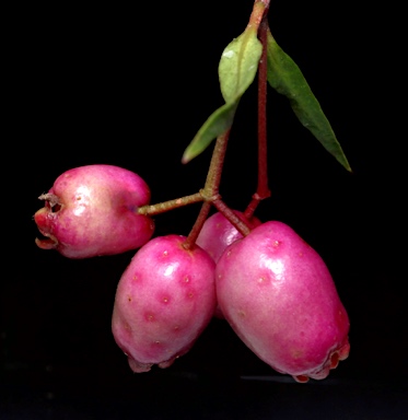 APII jpeg image of Syzygium tierneyanum  © contact APII