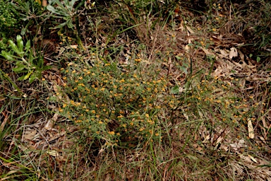 APII jpeg image of Pultenaea linophylla  © contact APII