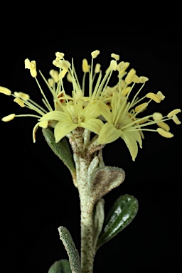 APII jpeg image of Phebalium squamulosum subsp. ozothamnoides  © contact APII