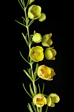 APII jpeg image of Boronia megastigma 'Lutea'  © contact APII