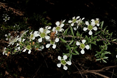 APII jpeg image of Leptospermum polygalifolium subsp. cismontanum  © contact APII