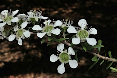 APII jpeg image of Leptospermum polygalifolium subsp. cismontanum  © contact APII