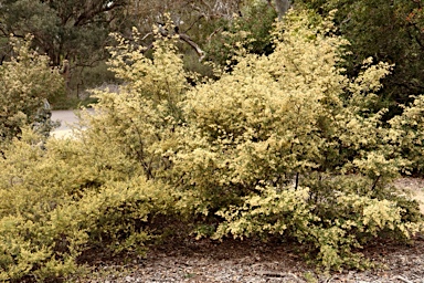 APII jpeg image of Pomaderris helianthemifolia subsp. hispida  © contact APII
