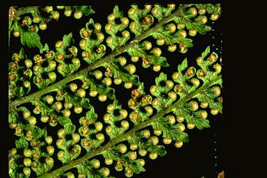 APII jpeg image of Dicksonia antarctica  © contact APII
