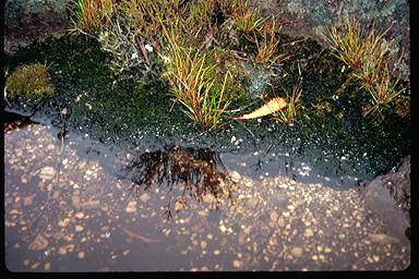 APII jpeg image of Rytidosperma monticola  © contact APII