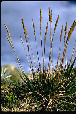 APII jpeg image of Deyeuxia crassiuscula  © contact APII