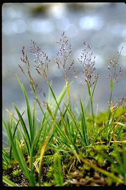 APII jpeg image of Agrostis parviflora  © contact APII